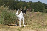 FOX TERRIER POIL LISSE 156